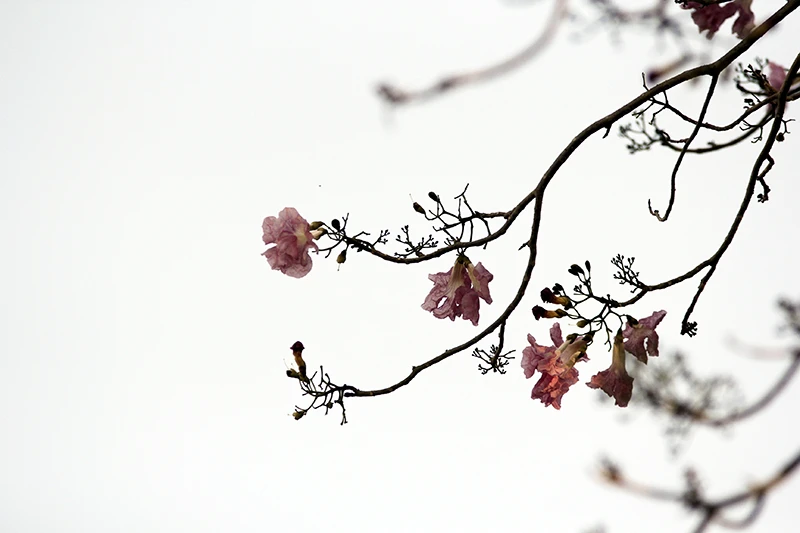 Hoa kèn hồng trên phố Sài Gòn ảnh 4